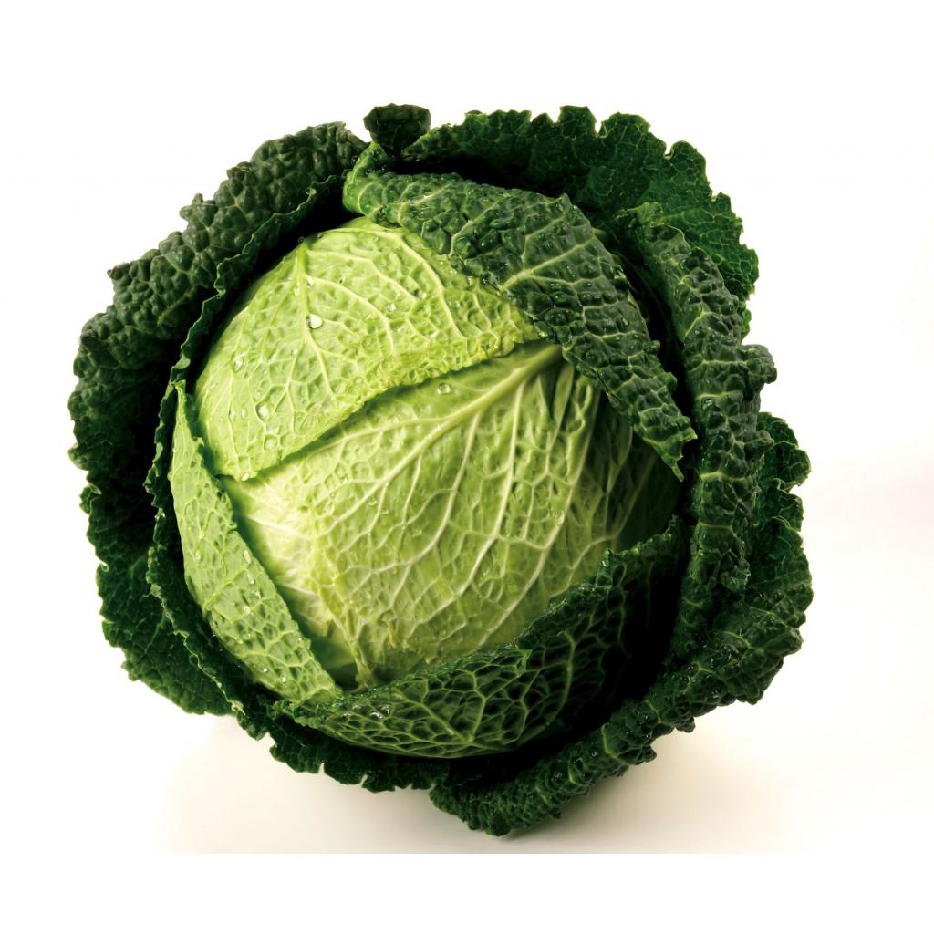 Cabbage Savoy